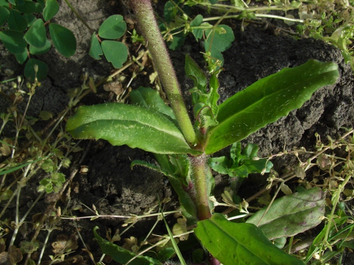 Silene fuscata / Silene scura